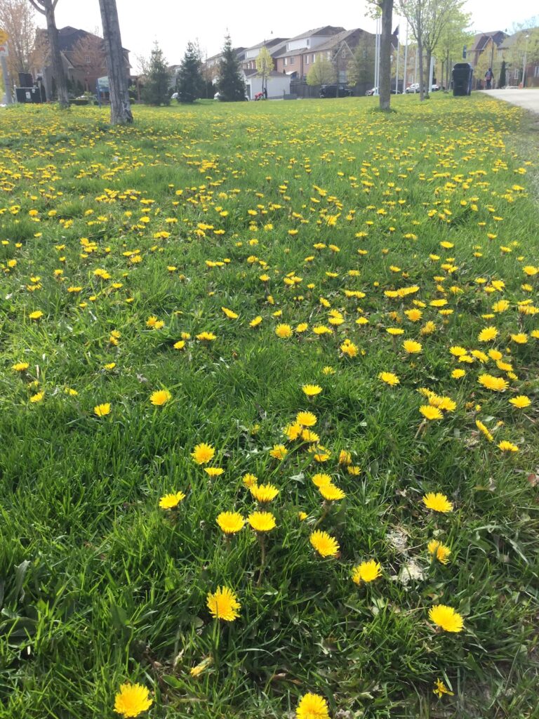 たんぽぽいっぱい